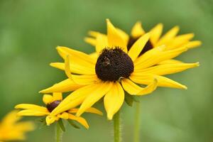 mooi bloeiend Rudbeckia bloem bloesem in de voorjaar foto