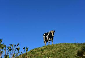 aanbiddelijk zwart en wit stier staand Aan een heuvel foto