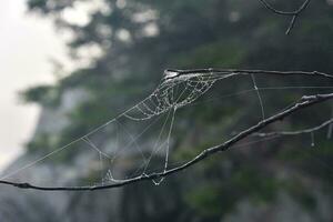 verbijsterend netwerk van webben in takken in een boom foto