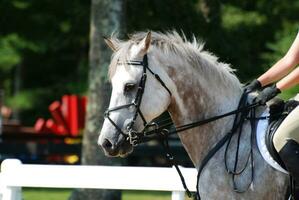 verzameld grijs appaloosa paard klaar voor de tonen ring foto