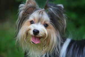 Yorkshire terrier hond foto