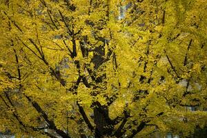 Japan geel ginkgo bladeren in vroeg herfst seizoen Osaka Japan foto