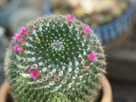 cactusboom groene stam heeft scherpe punten rond met bloemen die bloeien in terracotta pot foto