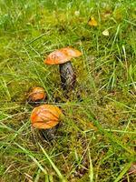 rood pet in de gras in een Woud. champignons van natuur. paddestoel jacht- gedurende foto