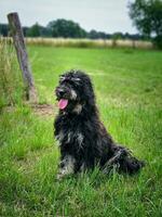 goldendoodle hond zittend Aan de weide. zwart tekening met fantoom tekening. foto