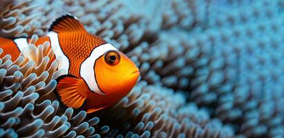 detailopname van clown vis met helder kleur zwemmen tussen koralen. ai generatie foto