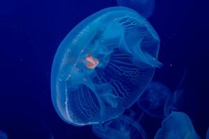 baby kwal in de oceaan foto