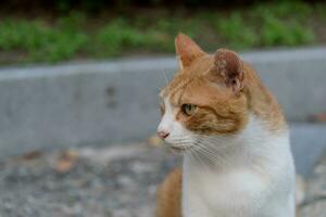 witte en oranje kat foto