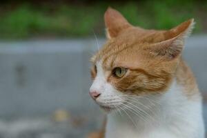 witte en oranje kat foto