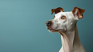 hond zittend in voorkant van een huis muur, ai gegenereerd foto