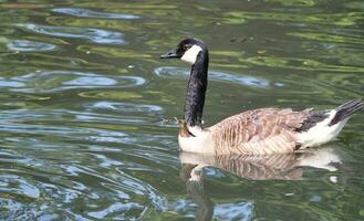 schattig water vogelstand zijn zwemmen Bij een meer van afweren openbaar park luton stad van Engeland Super goed Brittannië foto