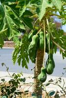 papaja fruit groeit Aan een boom. foto
