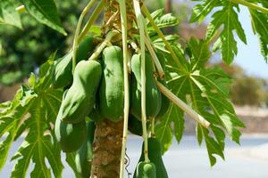 papaja fruit groeit Aan een boom. foto