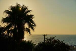 silhouet van een palm boom tegen de backdrop van de middellandse Zee zee. foto