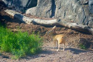een Fennech vos met groot oren in de zon. foto