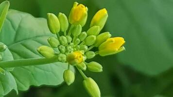 verzameld bloemen. geel volgers en planten. verzameld veld. land visie. natuurlijk achtergrond van verzameld bloem veld. foto