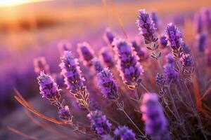 lavendel in de veld- natuur landschap ai gegenereerd foto