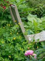 zomertijd in de tuin foto