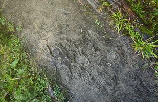 voet Mark Aan de oerwoud pad. schoen prints Aan nat grind of modder in berg Oppervlakte foto