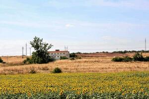 een veld- van zonnebloemen met een huis in de achtergrond foto
