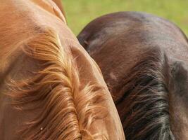 paarden Aan een Duitse weide foto