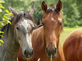 paarden in Westfalen foto