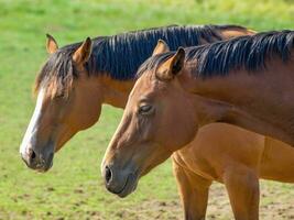 paarden Aan een veld- in Westfalen foto