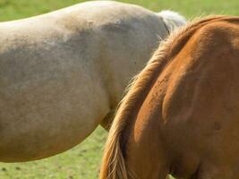 paarden Aan een veld- in Westfalen foto