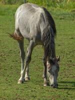 paarden in Westfalen foto