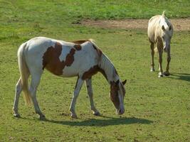 paarden in Westfalen foto