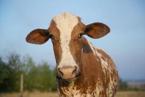 close-up van mooie bruin en wit gevlekte Nederlandse koe foto