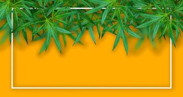 marihuanablad illustraties op cannabis donkere achtergrond foto