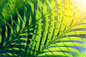 abstract mooi tropisch groen gebladerte richt zich alleen foto