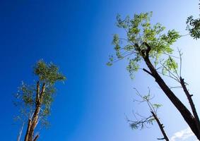 heldere bladeren op blauwe lucht en zonlichtachtergrond foto