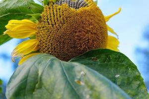 zonnebloemen met groene bladeren tegen een blauwe lucht foto