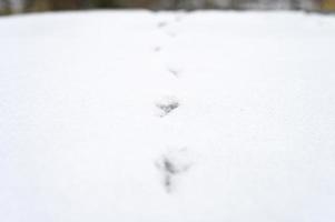 voetafdruk van vogels volgt sneeuw foto