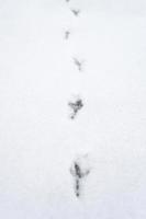 voetafdruk van vogels volgt sneeuw foto