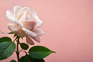 een single wit roos is getoond tegen een roze achtergrond. ai-gegenereerd foto
