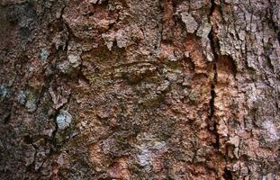 oude natuurlijke houten shabby van boomschorstextuur foto