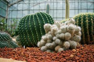 mooie vetplanten en cactus plant in de tuin. foto
