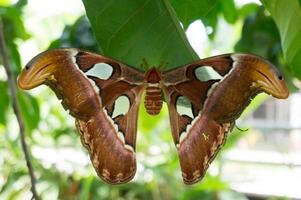 grote vlinderatlasmot, attacus-atlas die bladeren vasthoudt foto