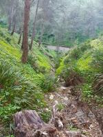 verkennen de perfect rollend groen gras van een adembenemend berg helling foto