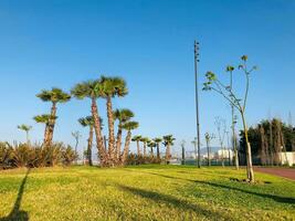 een met gras begroeid veld- met een weinig palm bomen foto