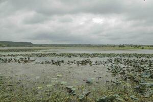 Afrikaanse landschap met water lelies en bomen buitenshuis Aan een zonnig dag Aan de oppervlakte van water foto