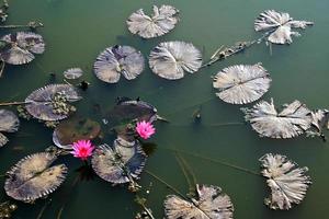 bovenaanzicht van lotusplant foto