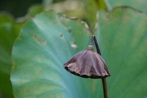 lotus planten Bij de einde van de seizoen foto