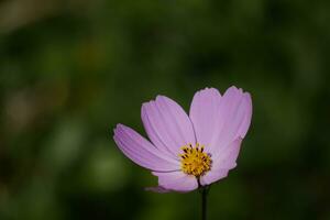 mooi bloemen groeit in natuur foto