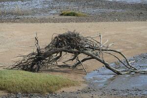 een vogel nest Aan de strand foto