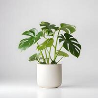 monstera fabriek in een pot Aan wit achtergrond ai generatief beeld foto