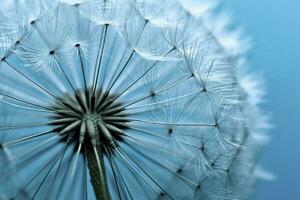 dichtbij omhoog van paardebloem Aan de blauw achtergrond. generatief ai foto